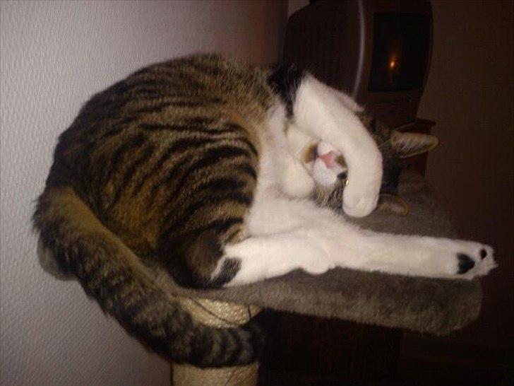 Huskat Snøvs - Primadonna vil ikke fotograferes billede 7