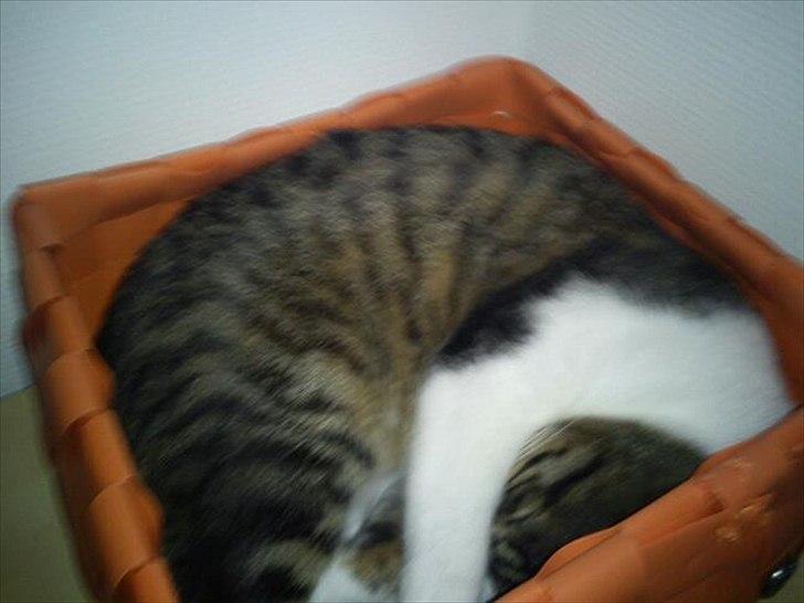 Huskat Snøvs - Æskedyr billede 8