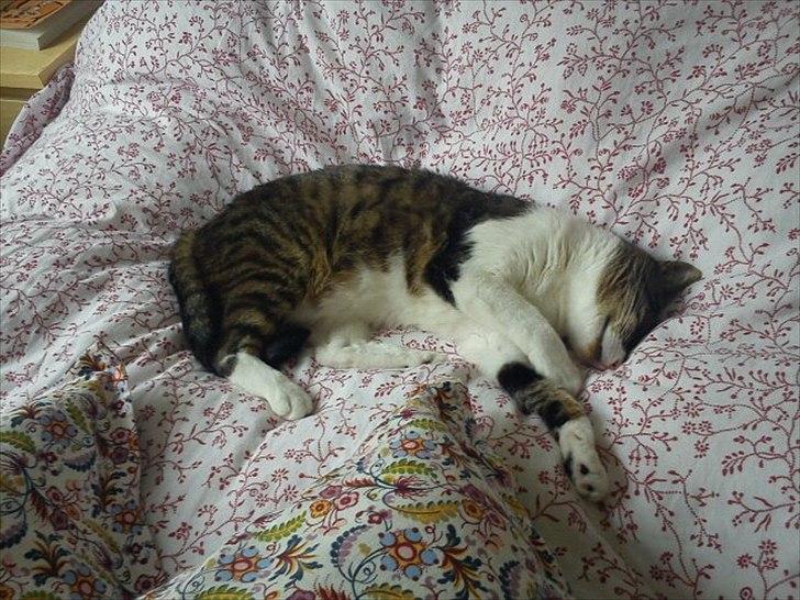 Huskat Snøvs - Gået ud som et lys billede 10