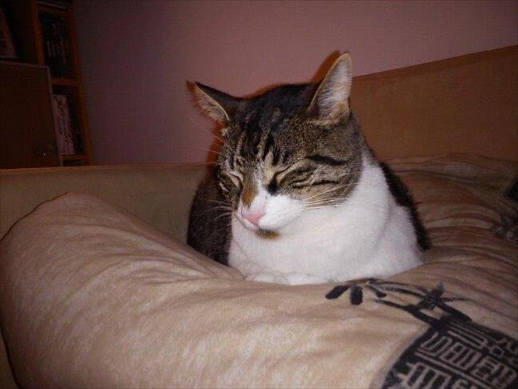 Huskat Snøvs billede 11