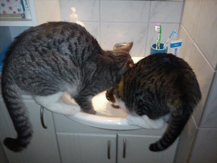 Huskat Snøvs - Ballademagere billede 12