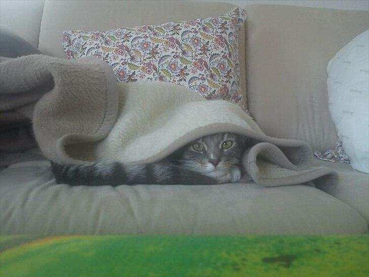 Blanding af racer Balou - Gemmeleg billede 2