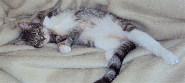 Blanding af racer Balou - Lækkermås billede 1