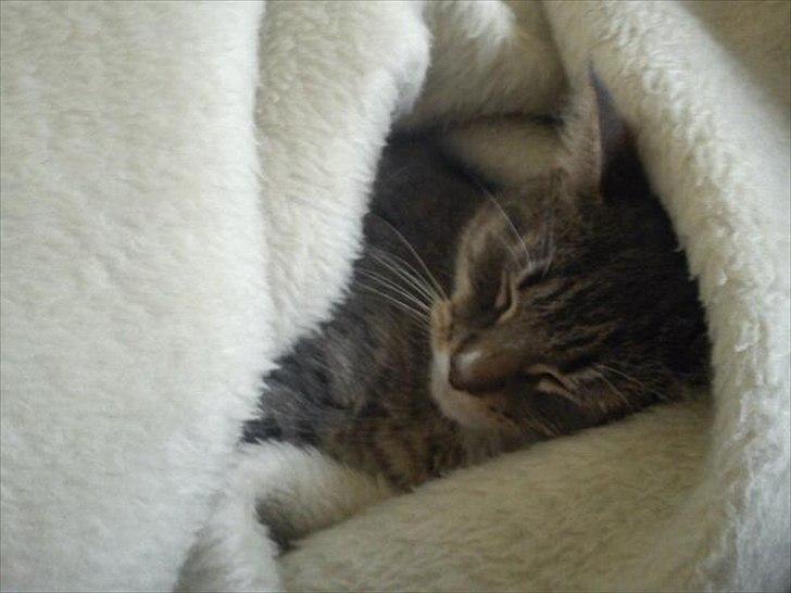 Blanding af racer Balou - Hulebøf billede 3