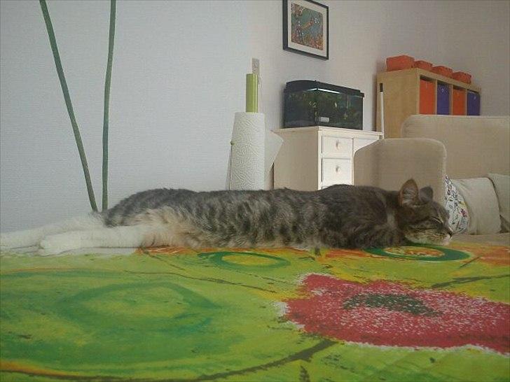 Blanding af racer Balou - Sommer-slapper billede 4