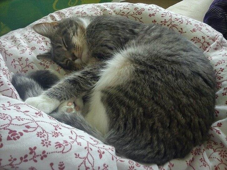 Blanding af racer Balou - Puttemis billede 5