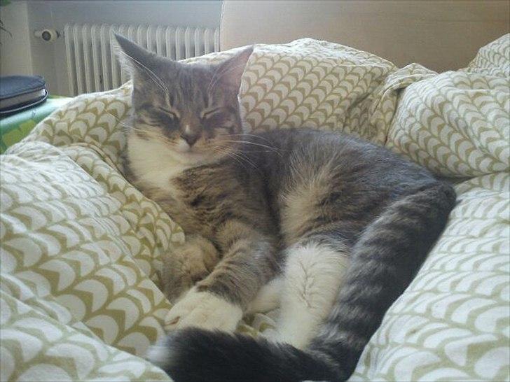 Blanding af racer Balou - Puttekoneg billede 6