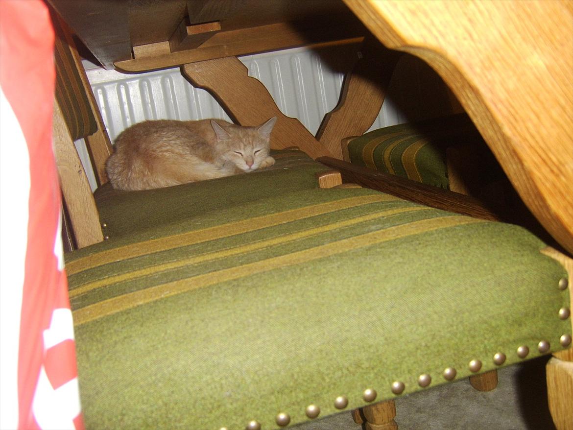 Blanding af racer Mille billede 10