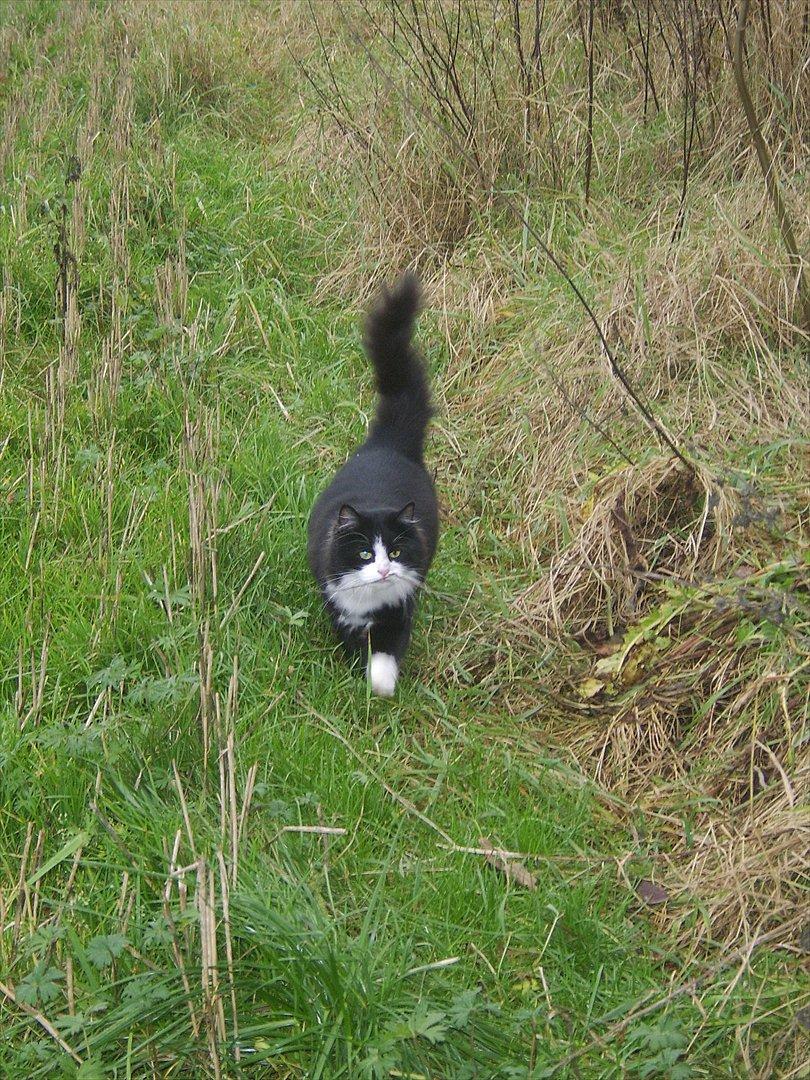 Blanding af racer Baby billede 10