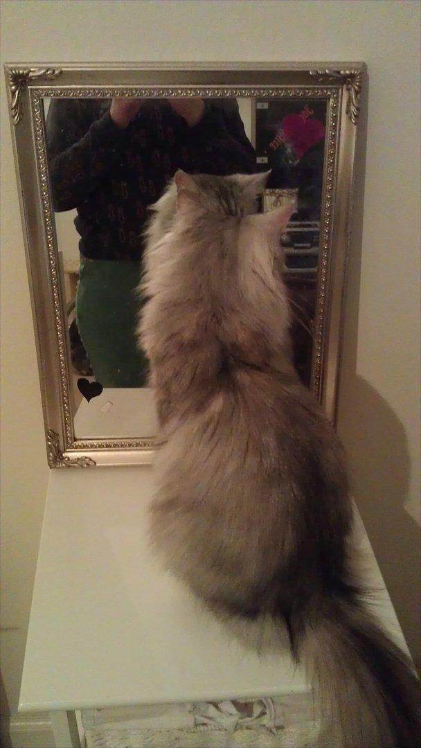 Norsk Skovkat Olga - Selvglade pige billede 6