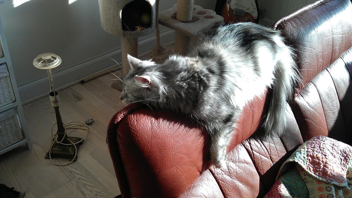 Norsk Skovkat Olga - Flader ud billede 7