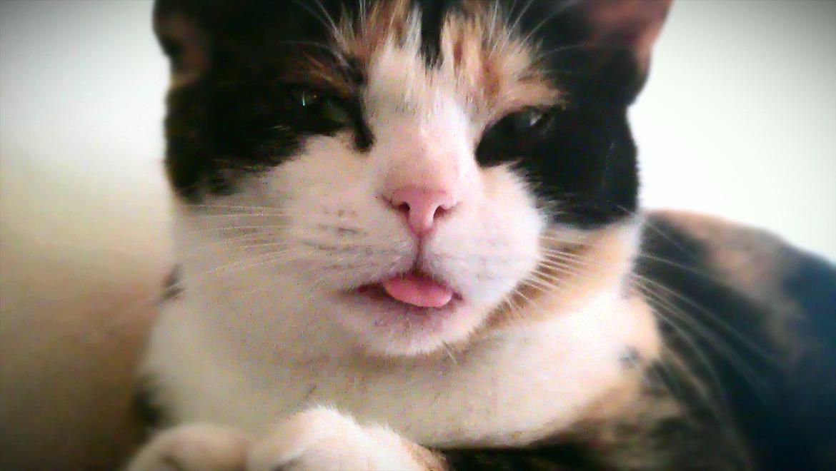 Huskat Peewii - Mooar, gå væk med det kamera ! 
Nyt billede 2011 billede 10