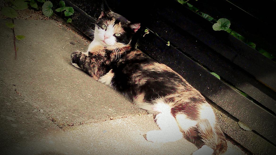 Huskat Peewii billede 11