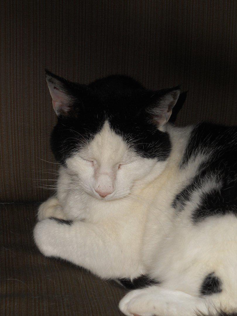 Huskat Plet billede 10