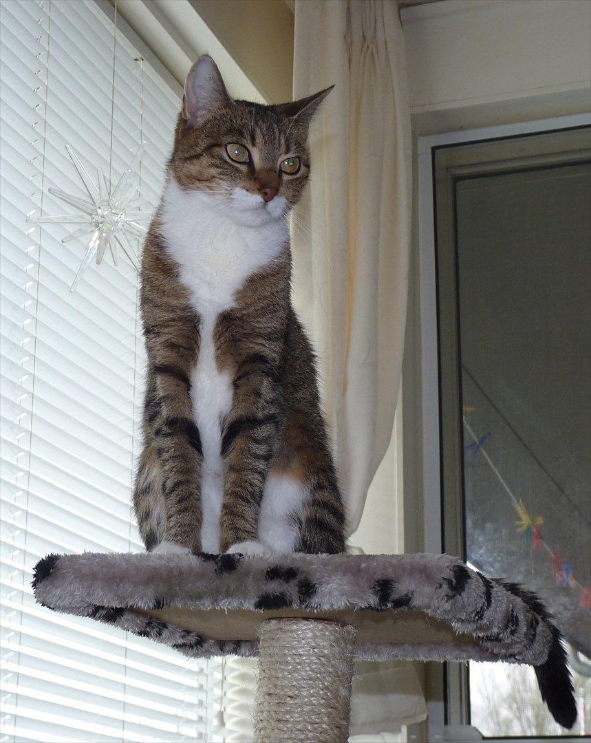 Huskat Minnie billede 5