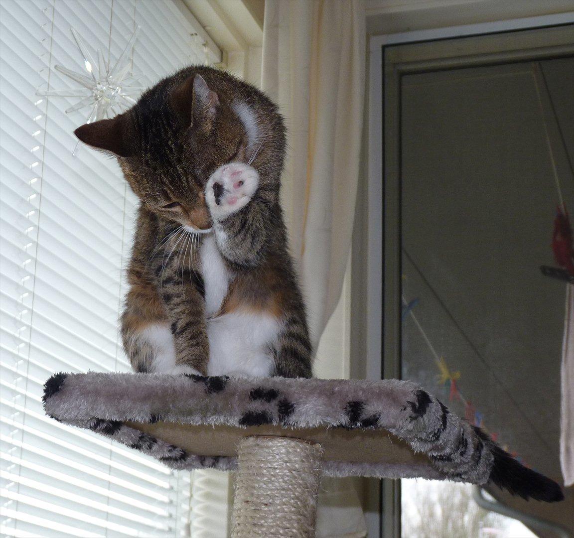 Huskat Minnie - vasketid billede 6