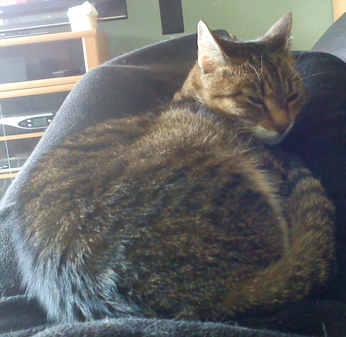 Huskat Minnie - hygge i tæppet billede 7