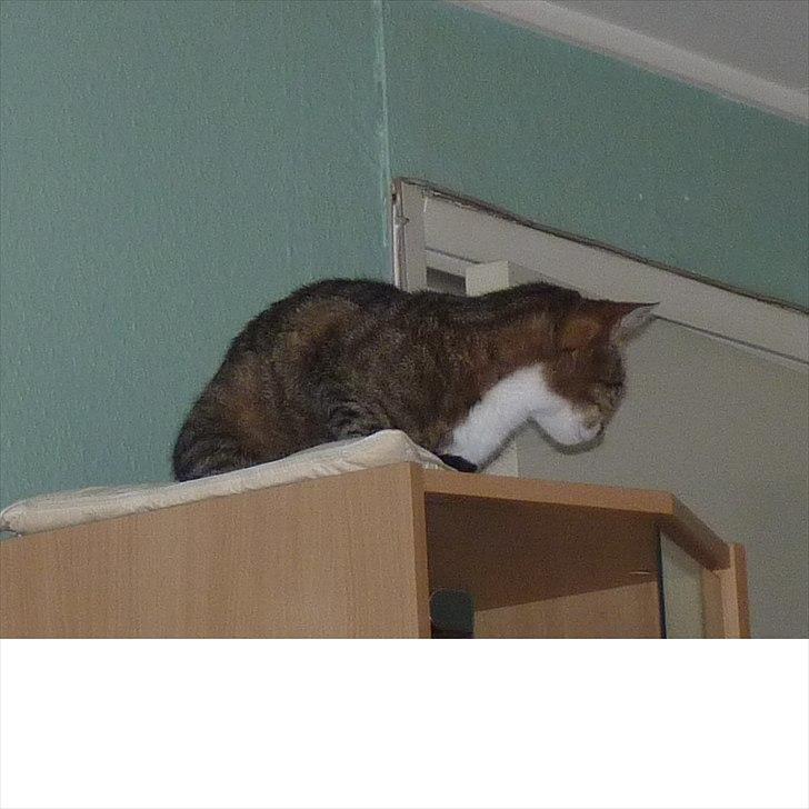 Huskat Minnie billede 8