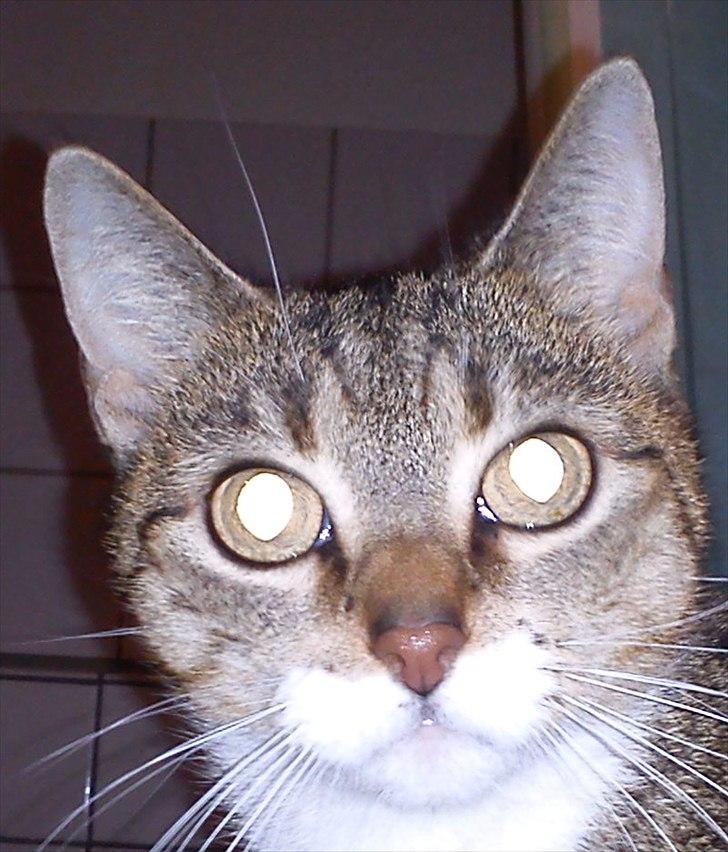 Huskat Minnie billede 9