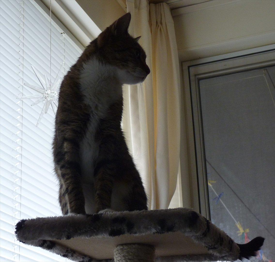 Huskat Minnie - hvem mon er i køkkenet må hellere holde øje billede 10