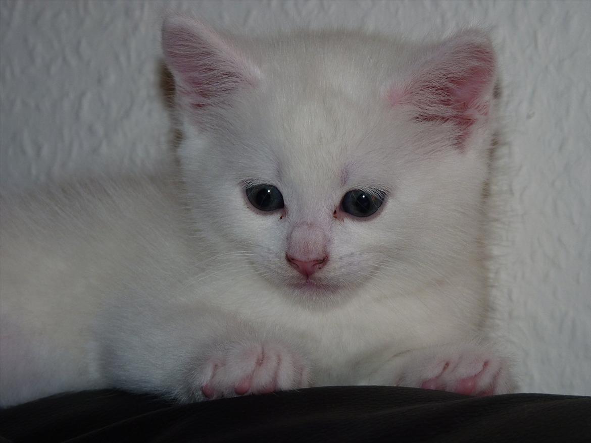 Blanding af racer Max - hygge på ryggen af sofaen billede 5