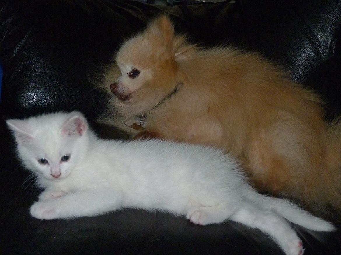 Blanding af racer Max billede 6