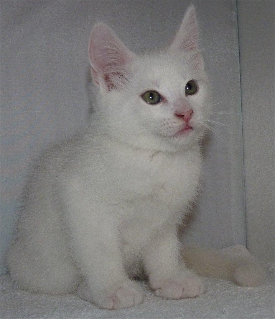 Blanding af racer Max billede 8