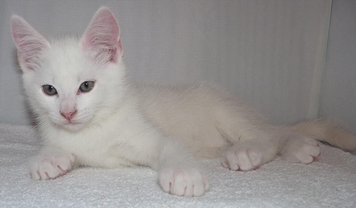 Blanding af racer Max billede 7