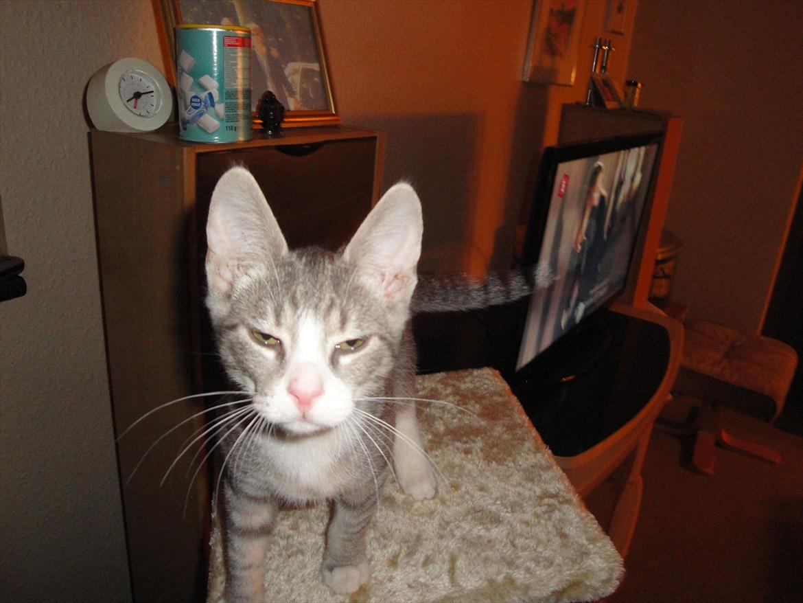 Blanding af racer Herkules billede 3