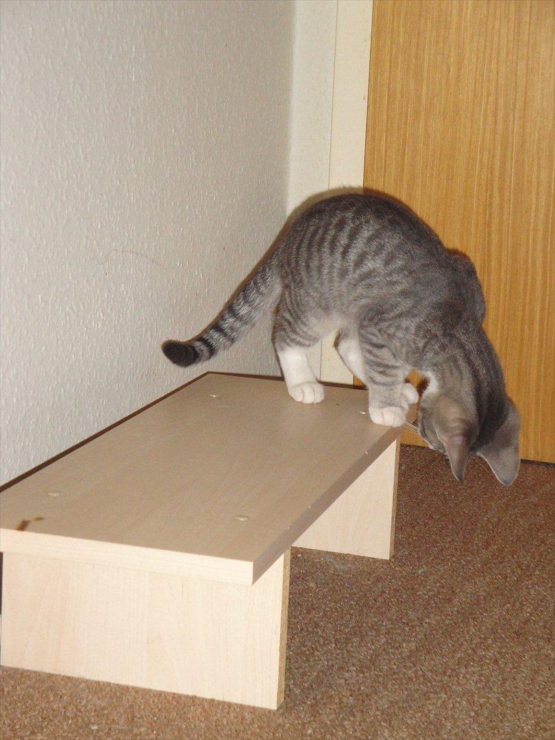 Blanding af racer Herkules billede 4