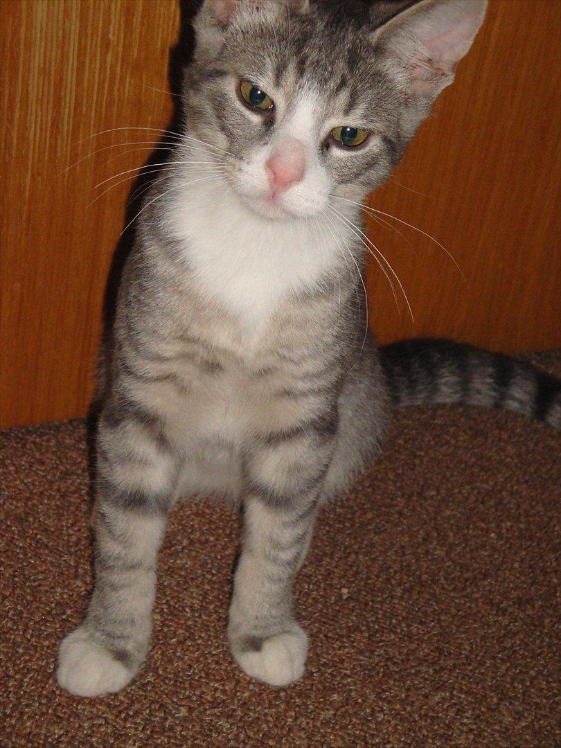 Blanding af racer Herkules billede 5