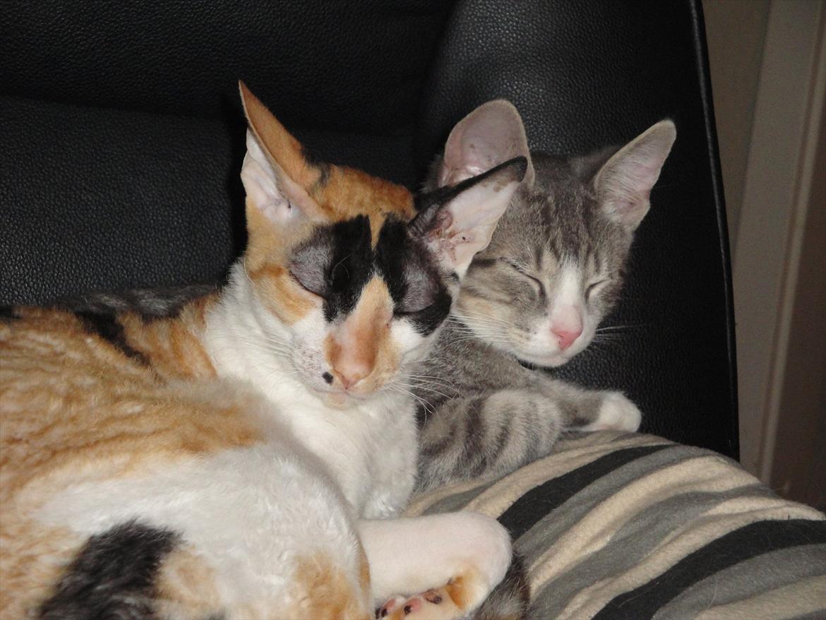 Blanding af racer Herkules billede 6