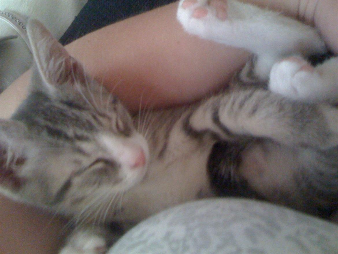 Blanding af racer Herkules billede 11