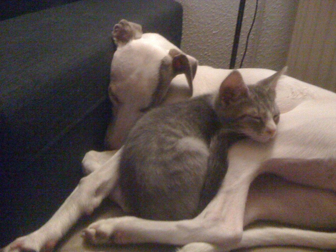 Blanding af racer Herkules billede 7