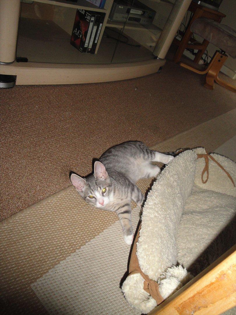 Blanding af racer Herkules billede 8