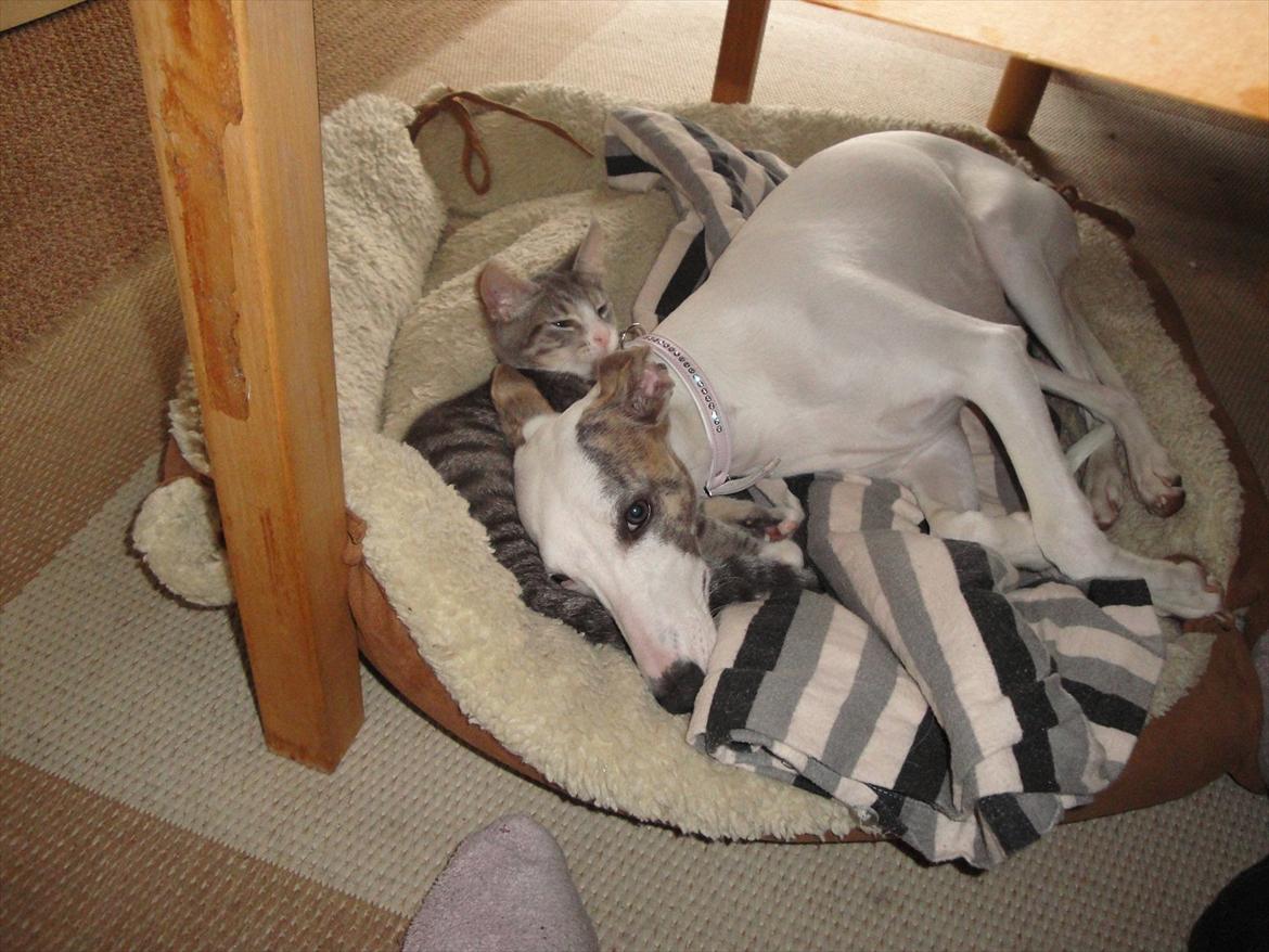 Blanding af racer Herkules billede 2