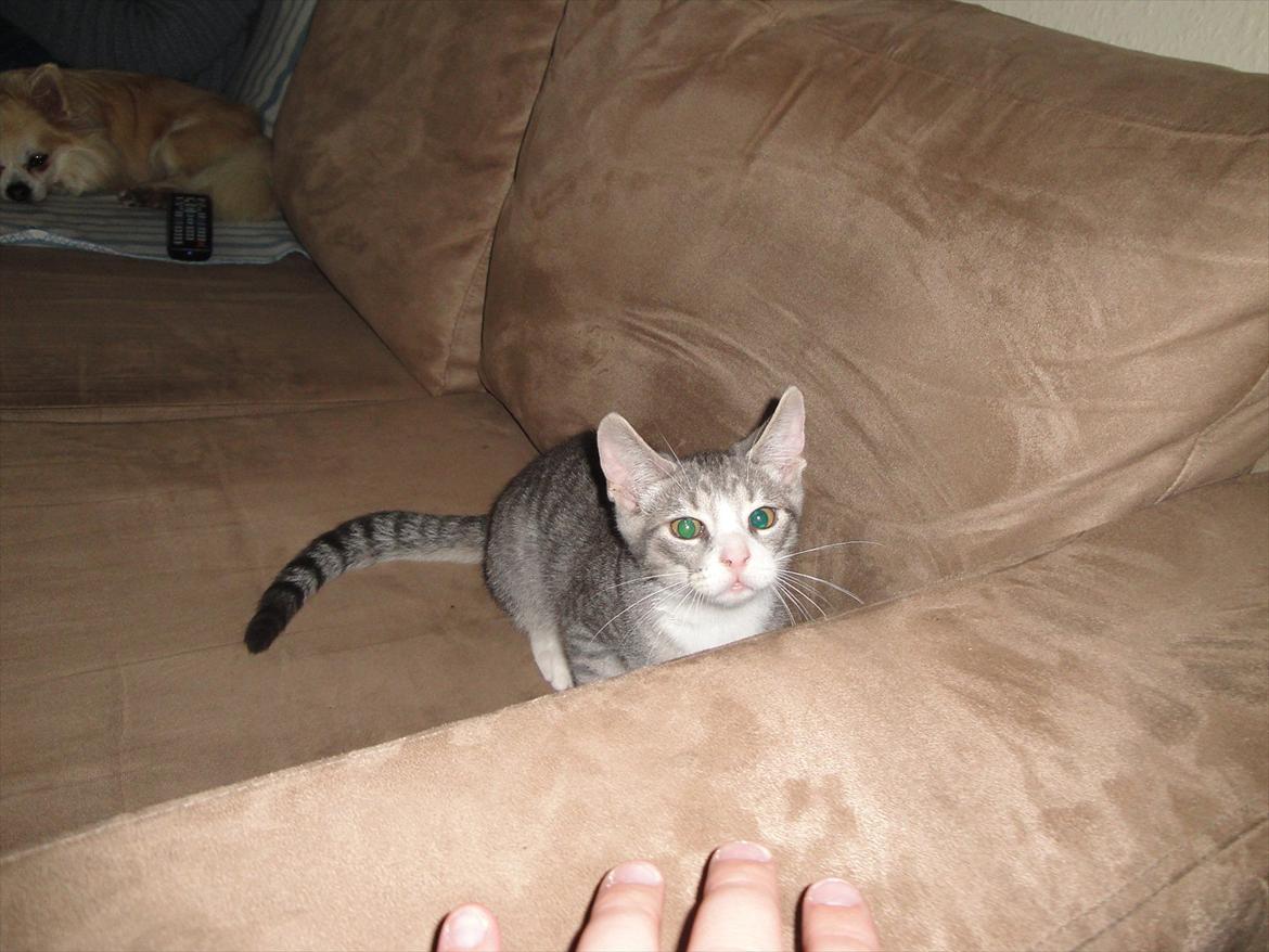 Blanding af racer Herkules billede 10