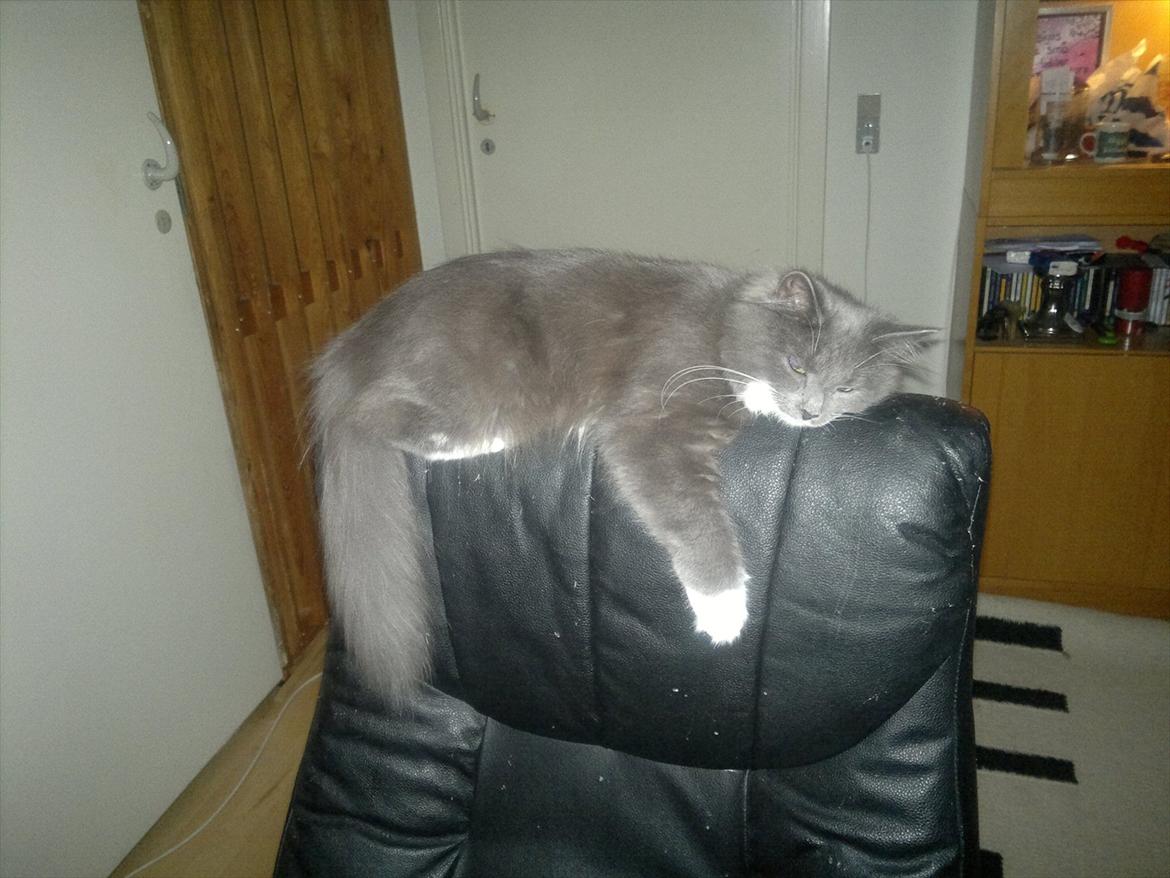 Norsk Skovkat Sonneholt's Darwin billede 3