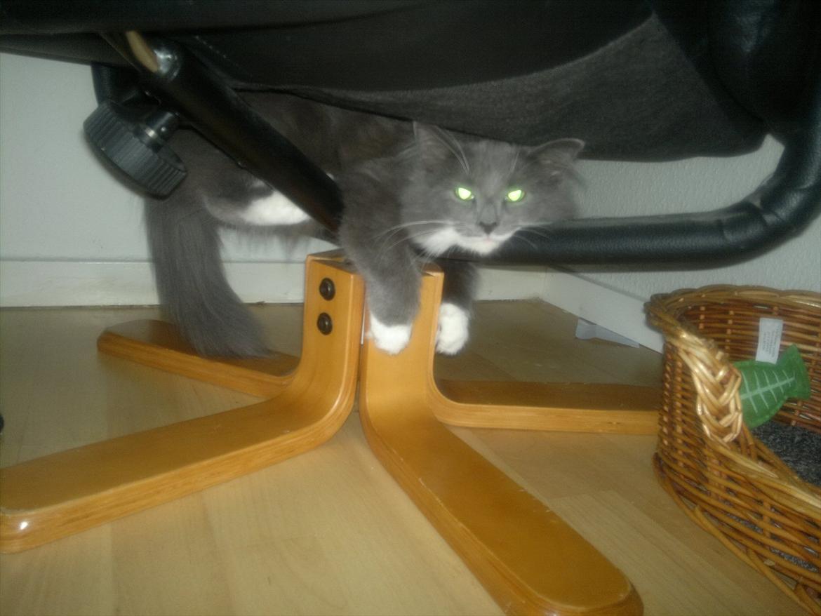 Norsk Skovkat Sonneholt's Darwin billede 11