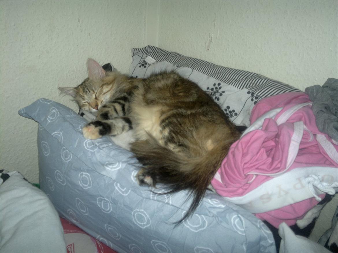 Norsk Skovkat Norhtown Cats Bella Donna billede 17