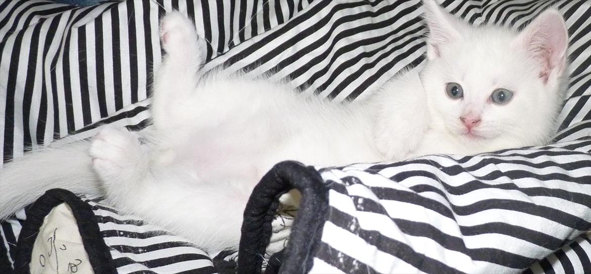 Blanding af racer Max - nu ligger man godt  billede 15