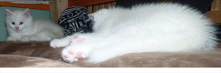 Blanding af racer Max - Max og hans søster knirke :) billede 16