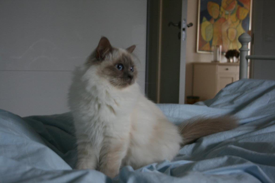 Hellig Birma Raus Höjden's Mynta billede 6