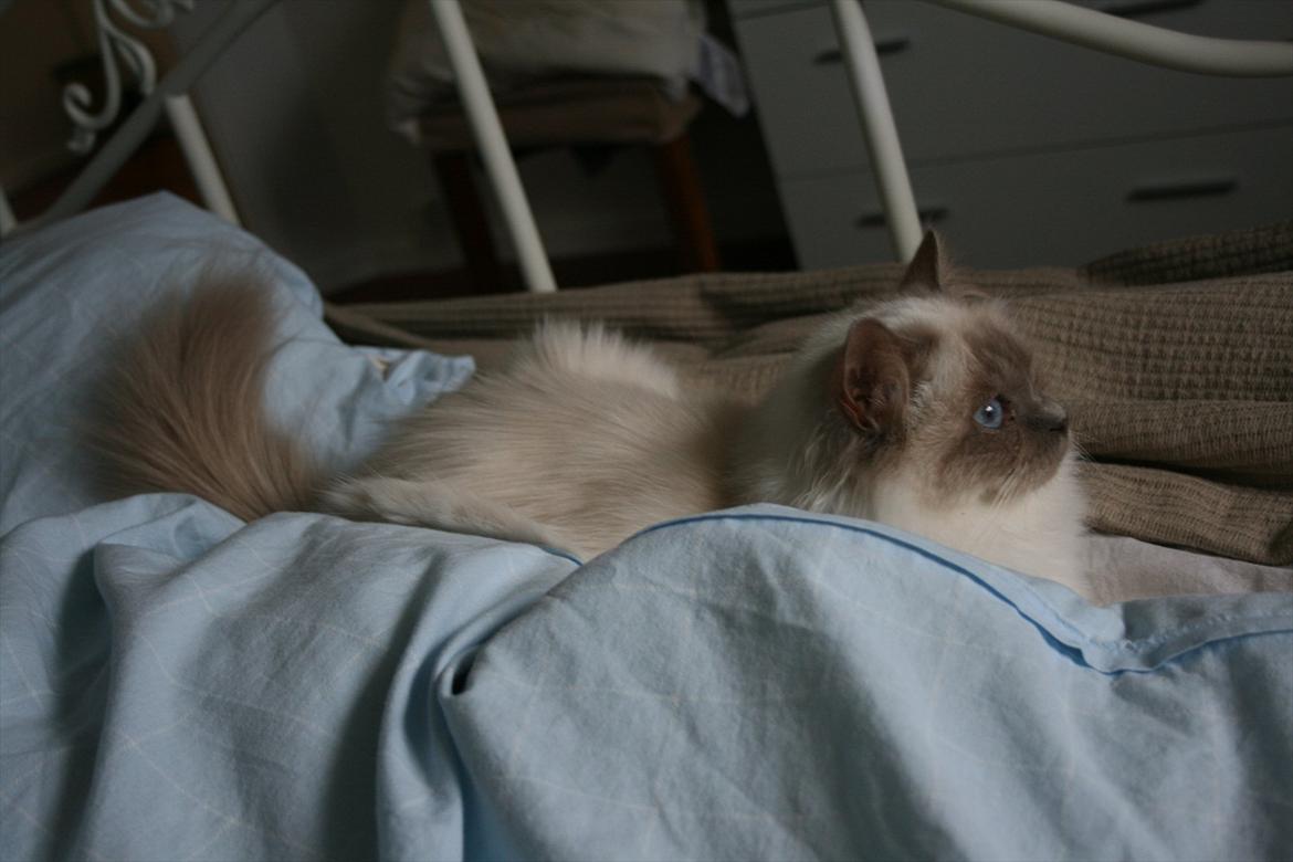 Hellig Birma Raus Höjden's Mynta billede 7