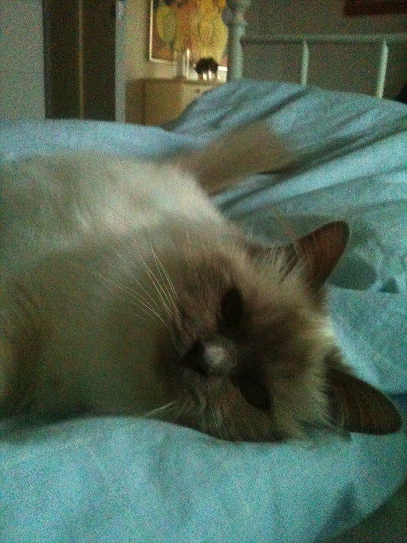 Hellig Birma Raus Höjden's Mynta billede 8