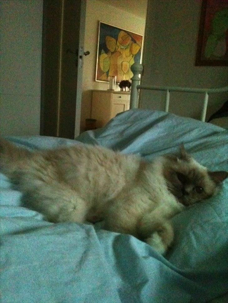 Hellig Birma Raus Höjden's Mynta billede 9