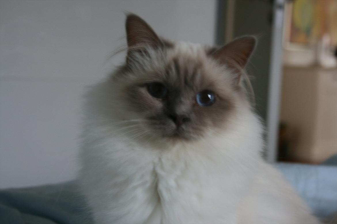 Hellig Birma Raus Höjden's Mynta billede 10