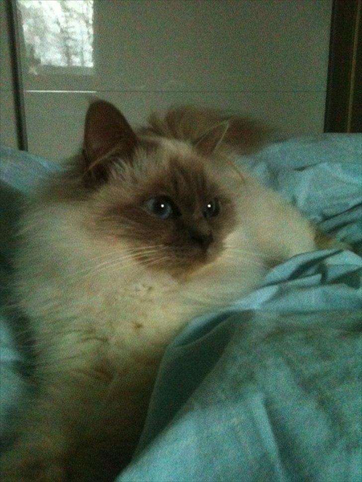 Hellig Birma Raus Höjden's Mynta billede 11