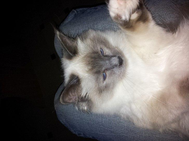 Hellig Birma DK Pumelles Armani billede 17