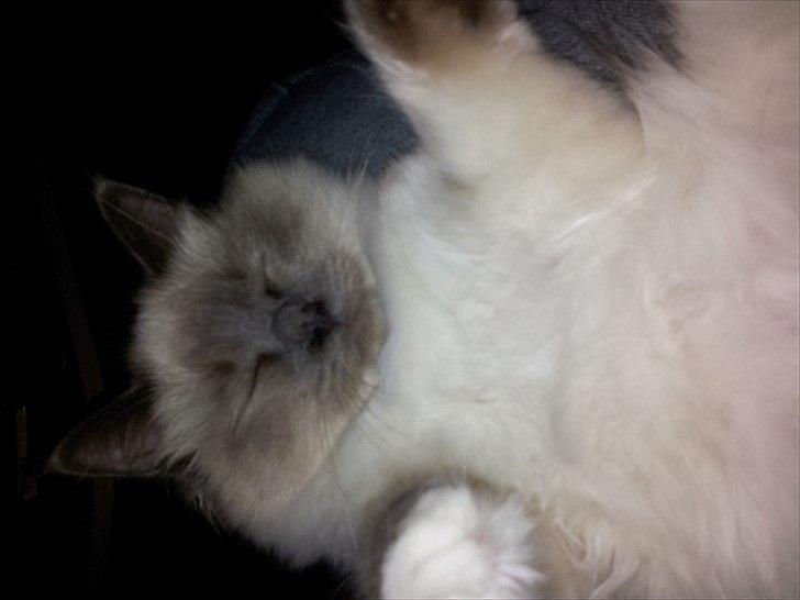 Hellig Birma DK Pumelles Armani billede 18